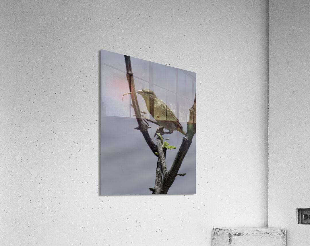 Little weaver Acrylic Print