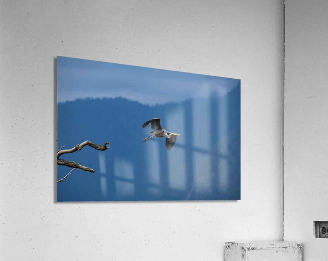 Great blue heron Pitt lake B.C Acrylic Print