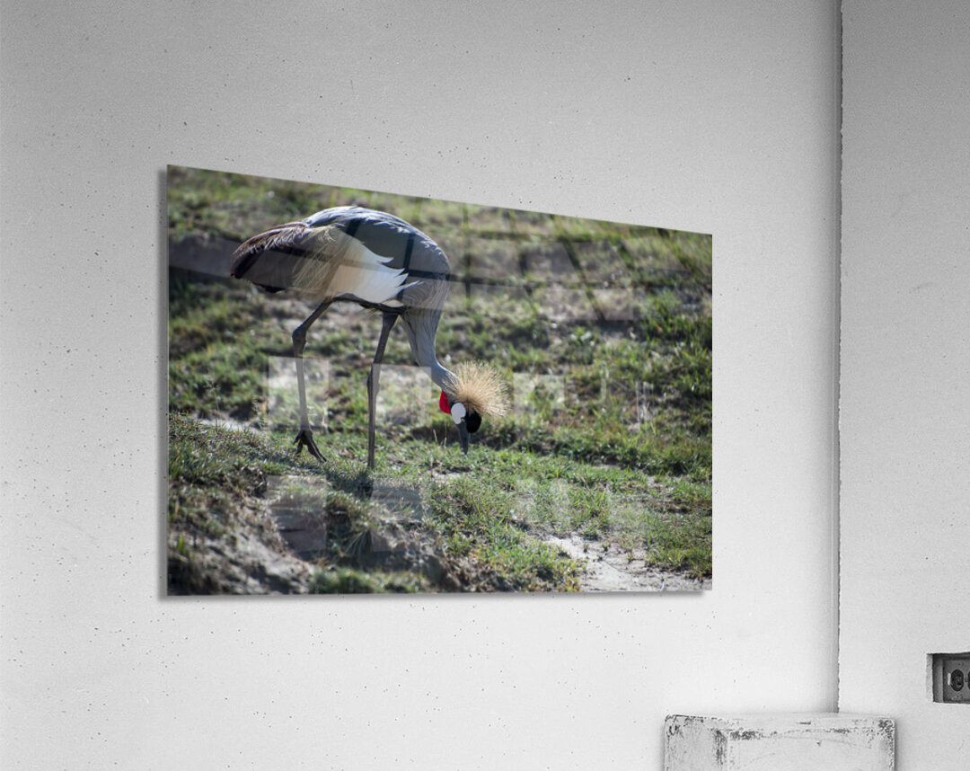 Crowned Crane Acrylic Print