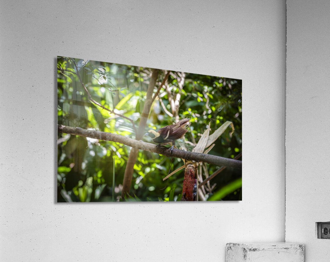 Bird of Paradise Papua New Guinea  Acrylic Print