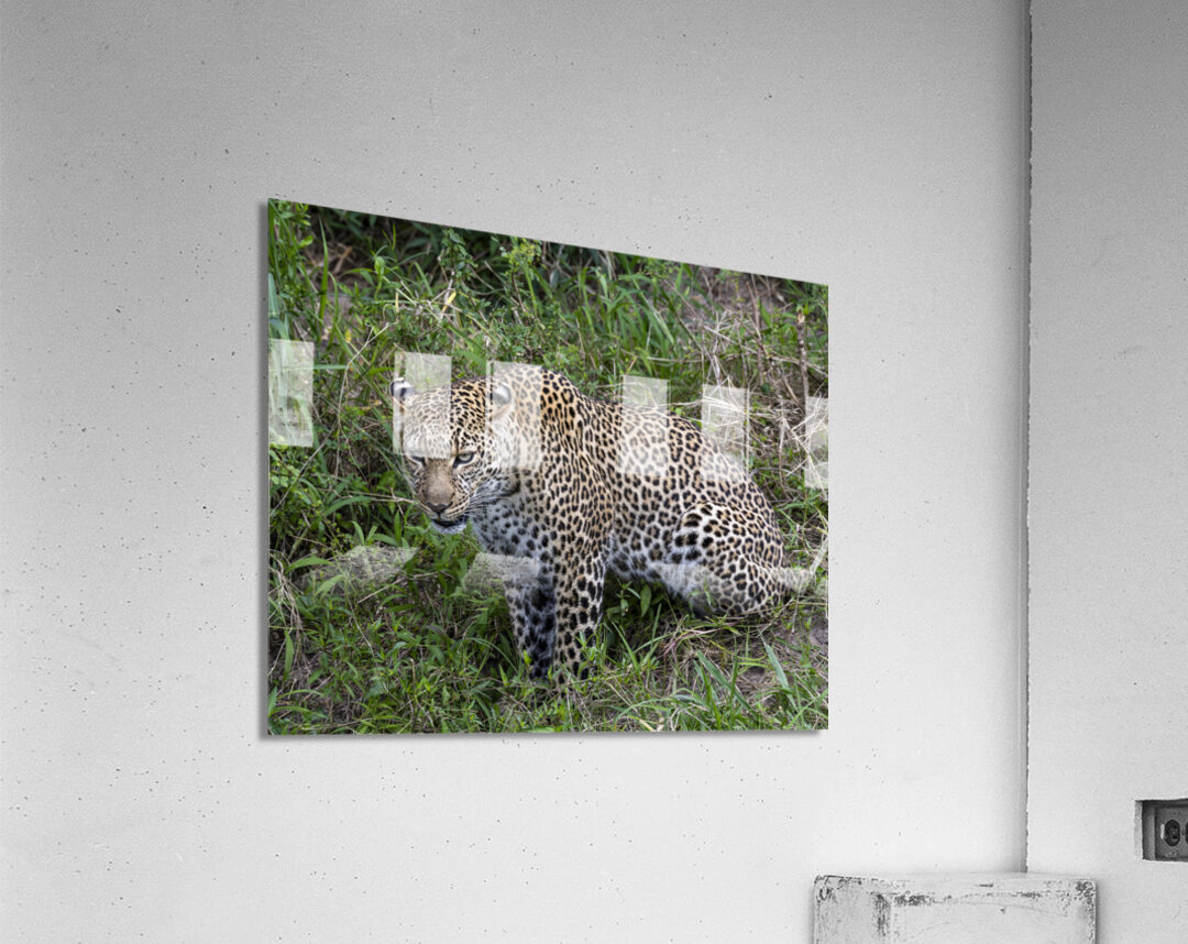 Leopard Acrylic Print
