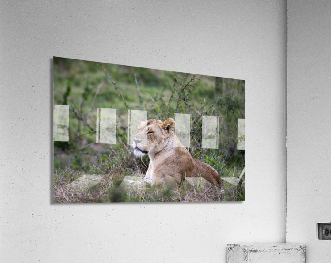 Lionness masai mara Acrylic Print
