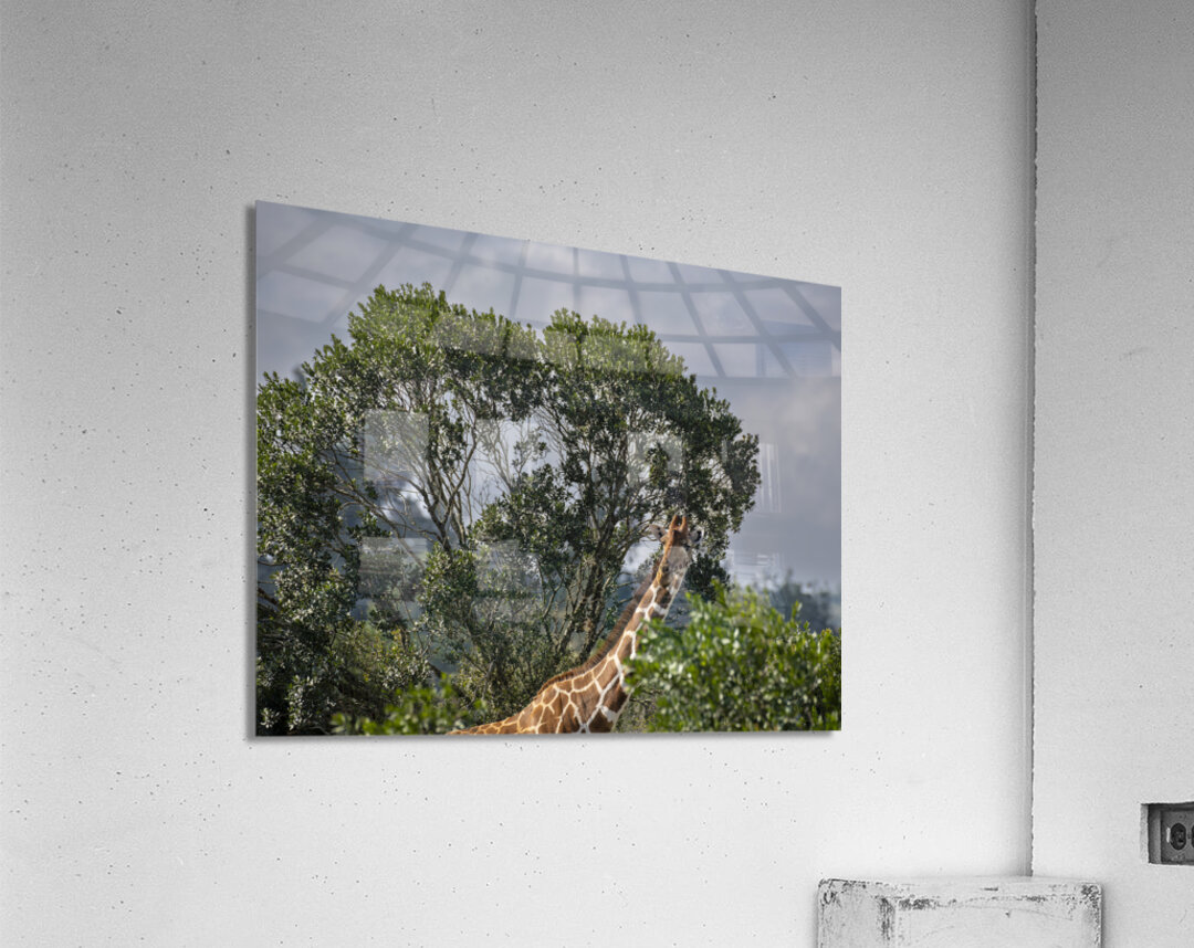 Giraffe Sweetwaters kenya Acrylic Print