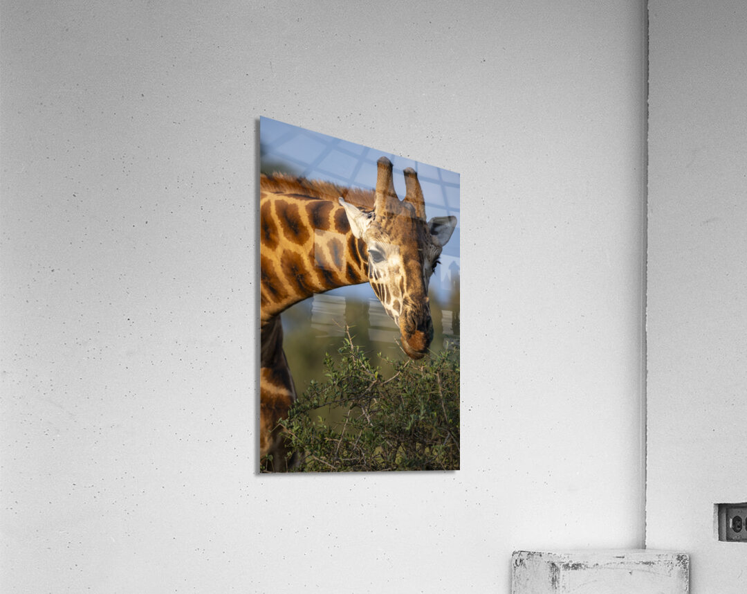 Giraffe Lake Nakuru kenya Acrylic Print