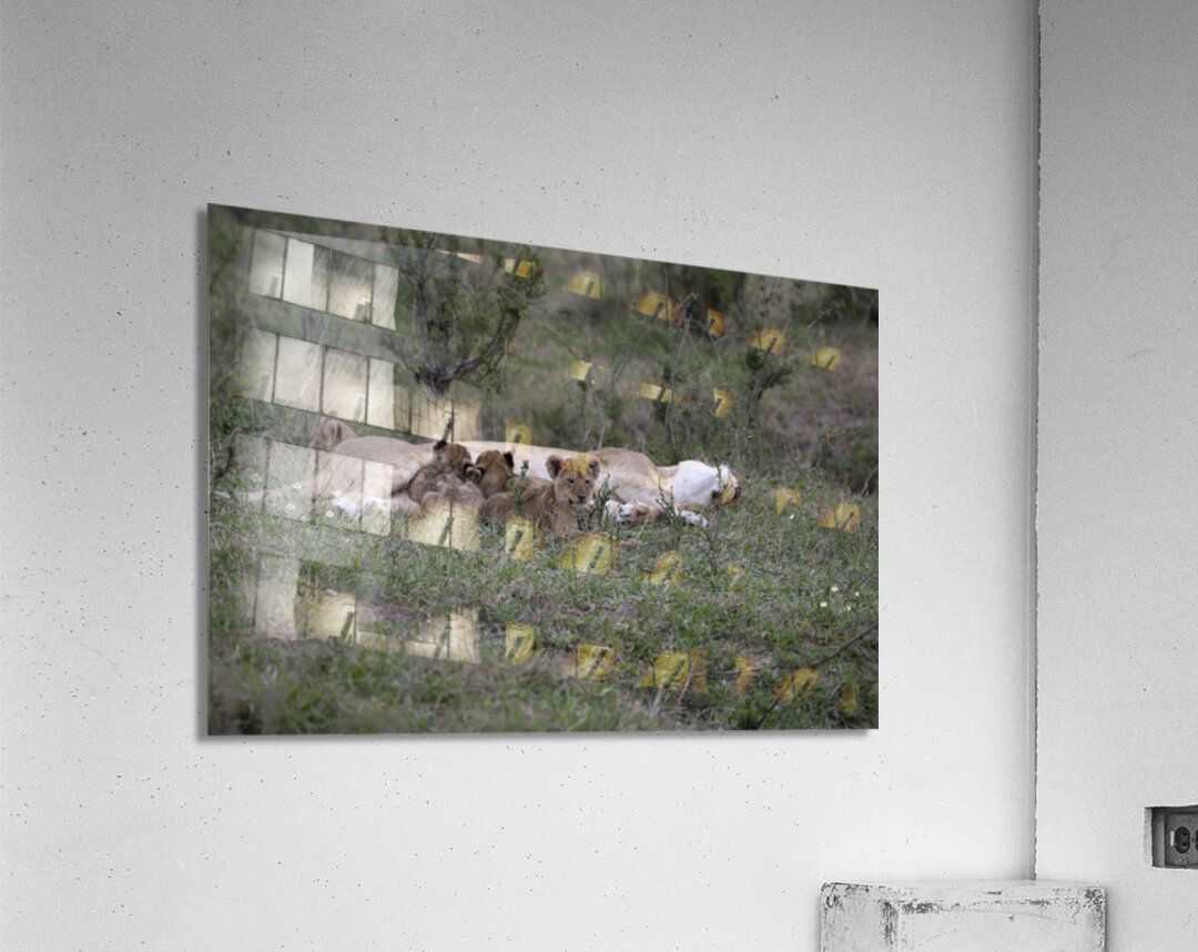 Lions masai mara Acrylic Print