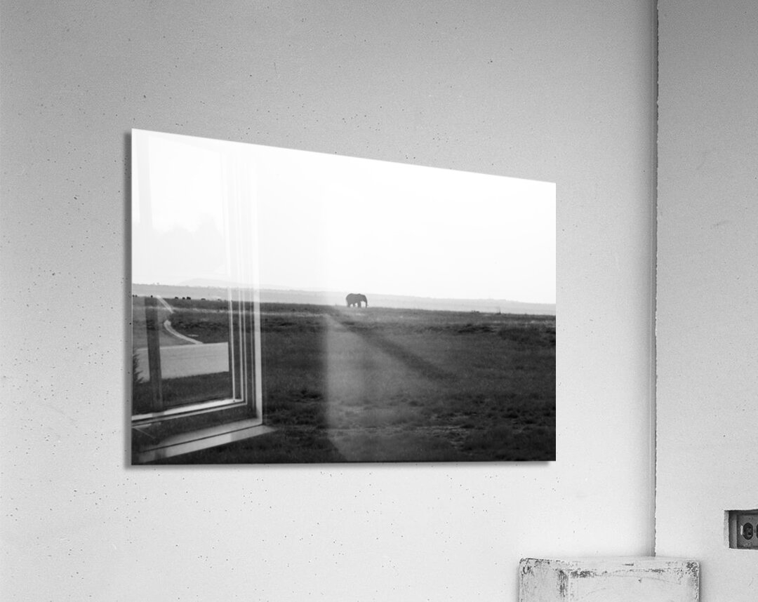 Elephant Amboseli National Park Kenya Acrylic Print