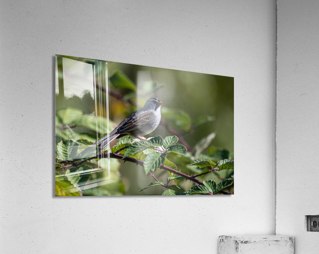 Chickadee Acrylic Print