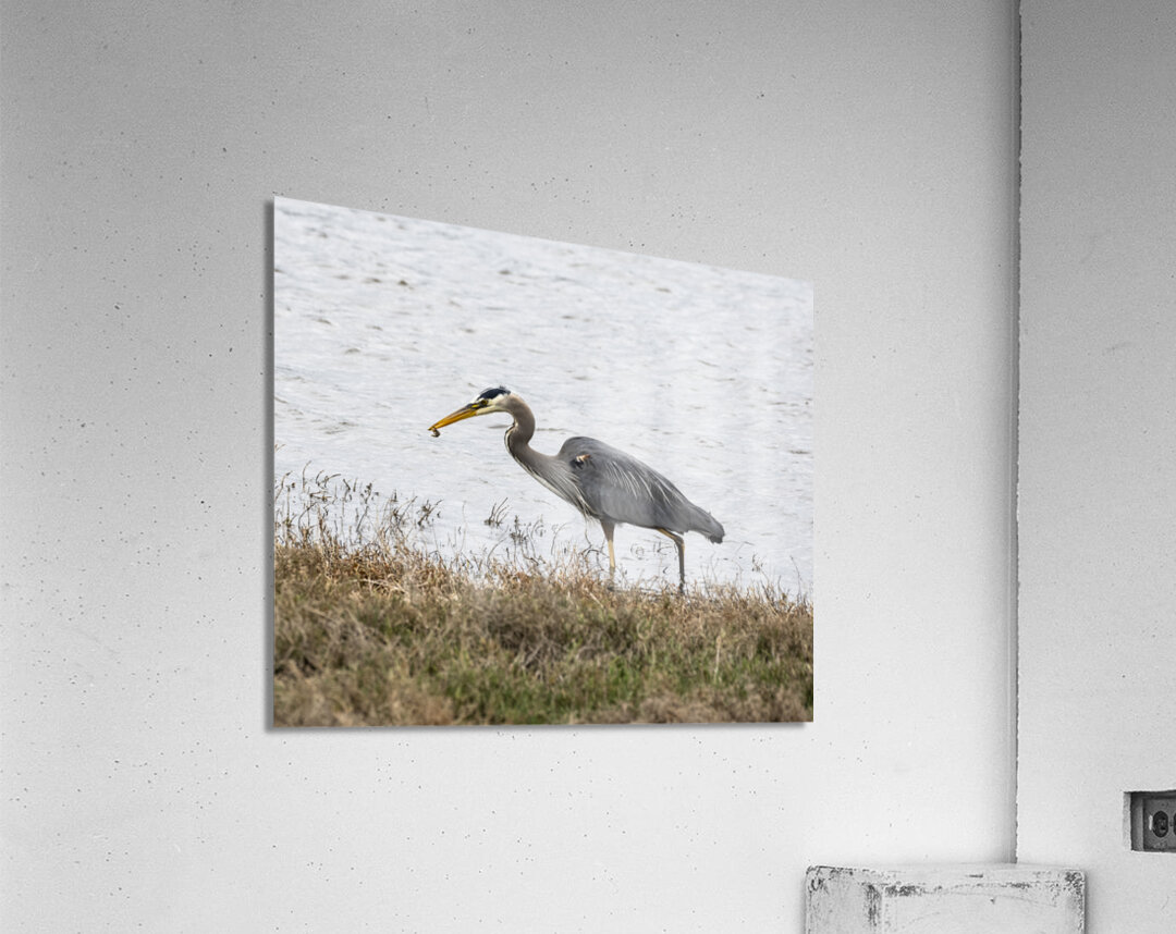 Great Blue Haron Acrylic Print