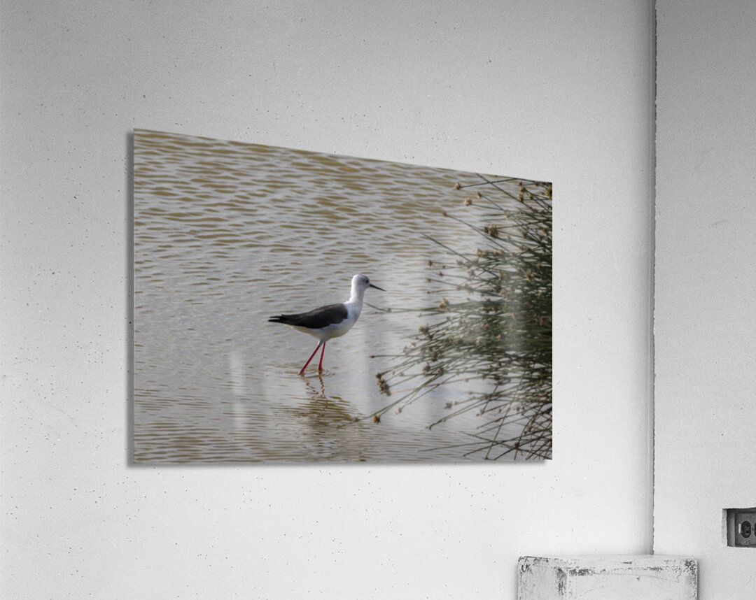 Black winged stilt Sweetwaters kenya Acrylic Print