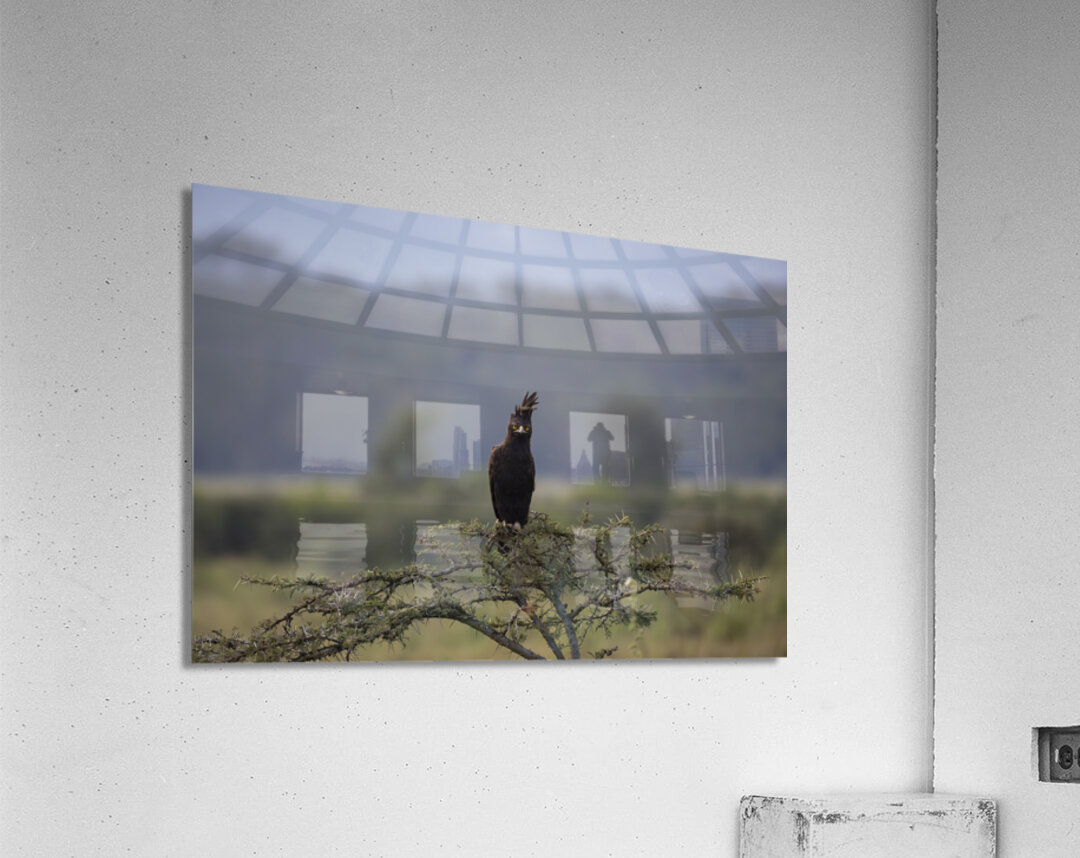 Eagle Lake Nakuru kenya Acrylic Print