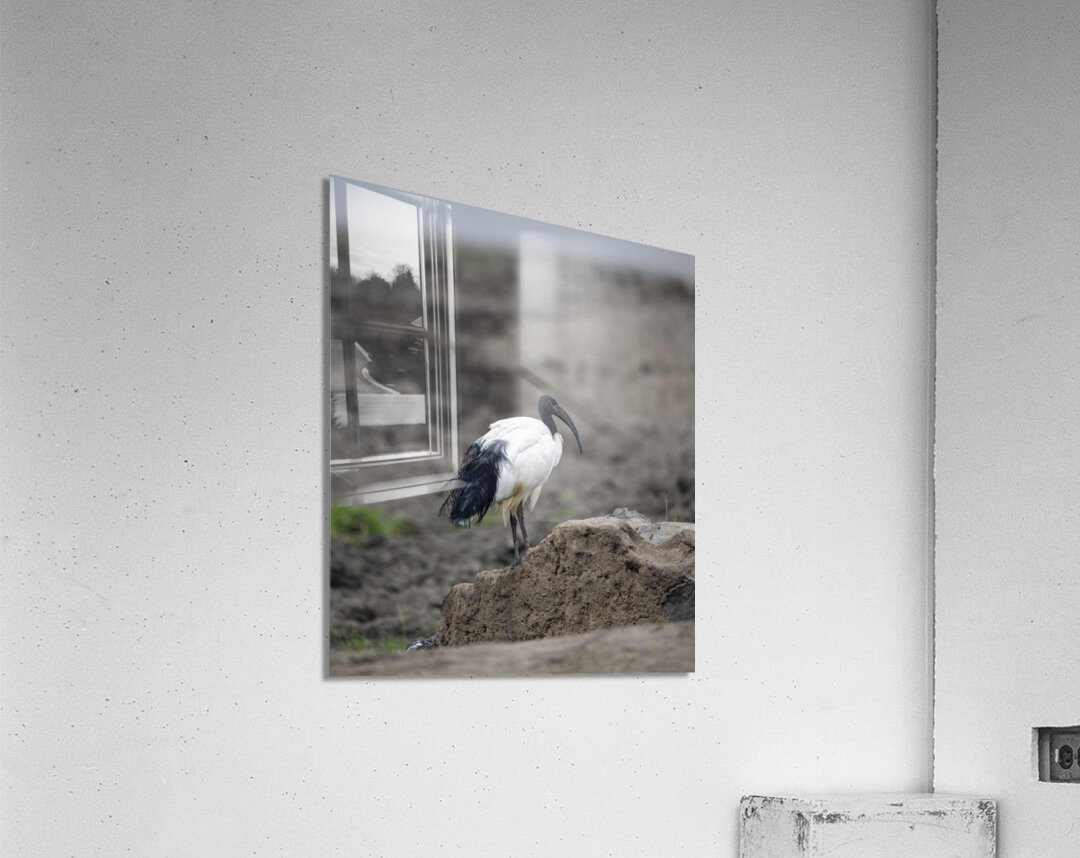 Ibis bird Sweetwaters kenya Acrylic Print