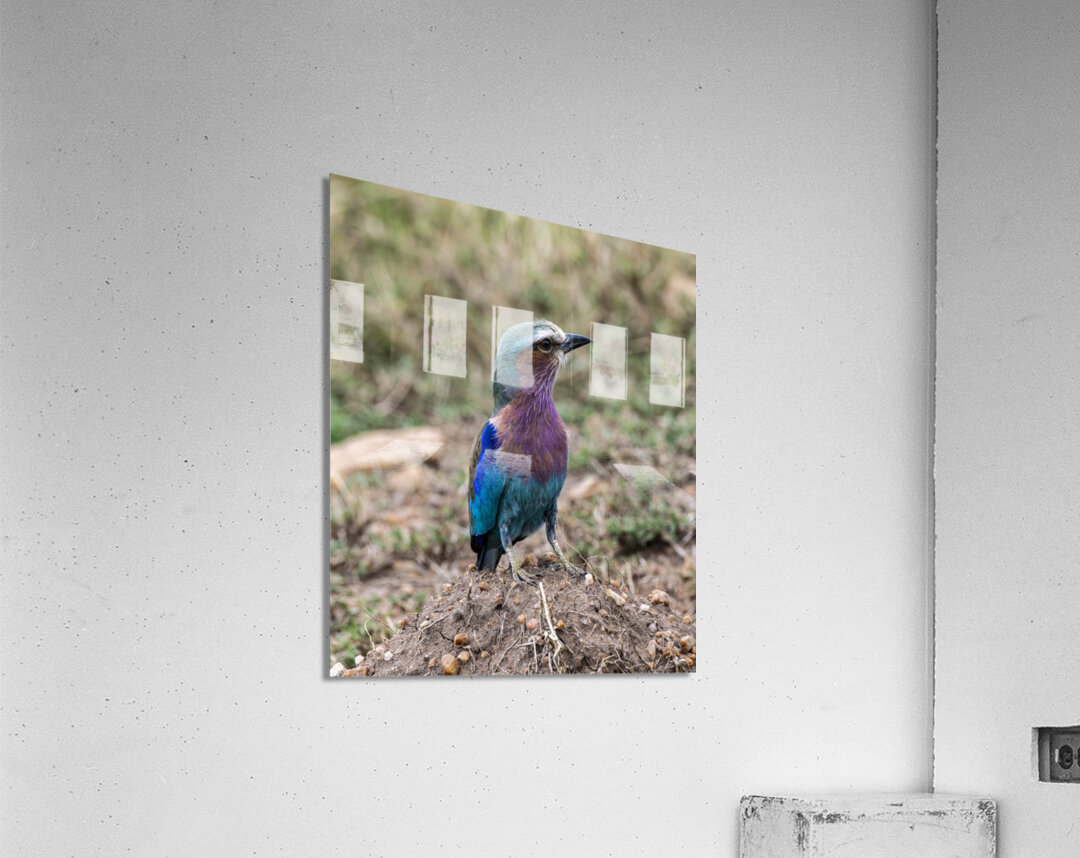 Iilac breasted roller Acrylic Print