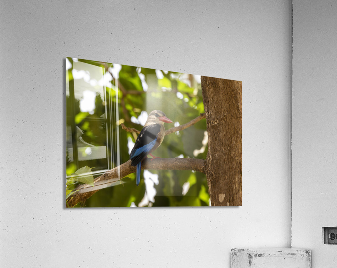 Grey headed kingfisher Amboseli National Park Kenya Acrylic Print