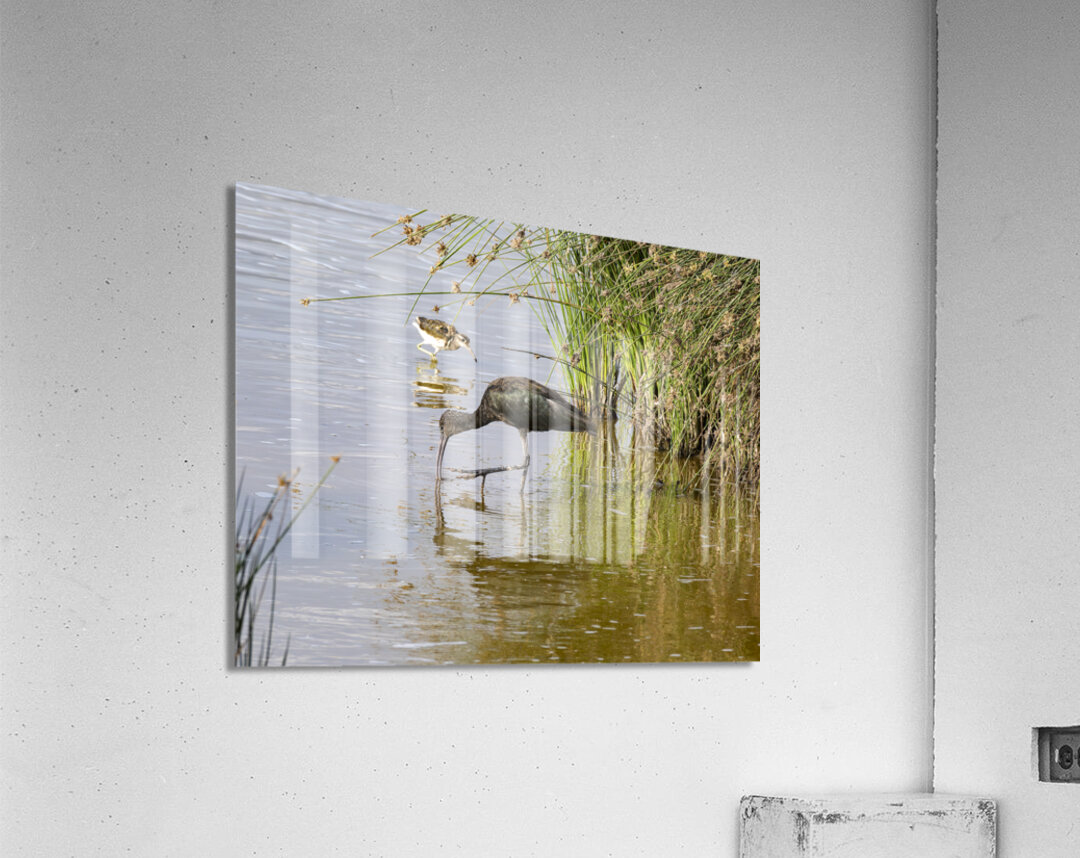 White faced Ibis Sweetwaters kenya Acrylic Print