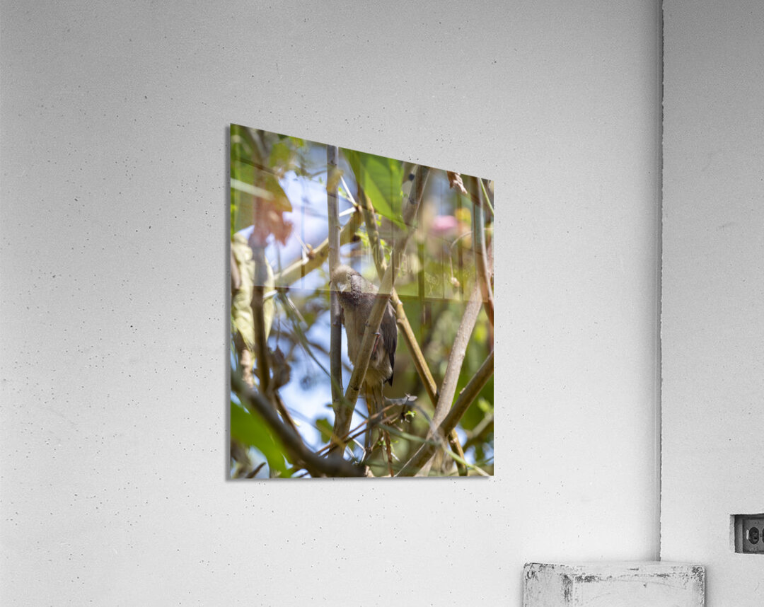 Speckled mousebird Sweetwaters kenya Acrylic Print