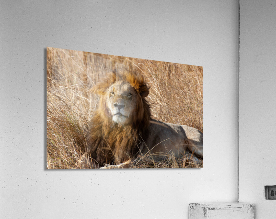 Lion Masai Mara kenya Africa Acrylic Print