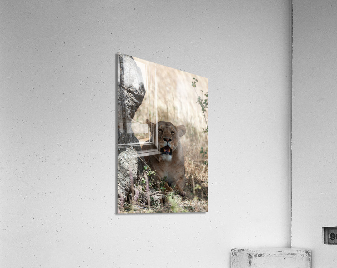 Loiness Sarengeti Africa Acrylic Print