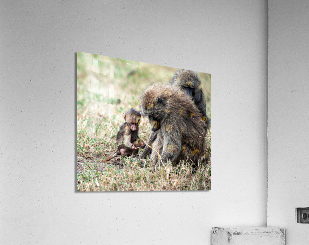 Baboon Lake Nakuru Africa Acrylic Print