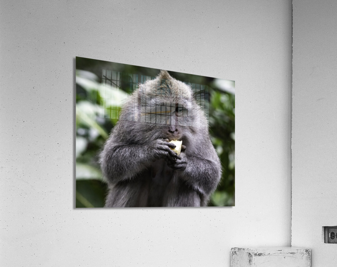 Monkey Forest Bali Acrylic Print