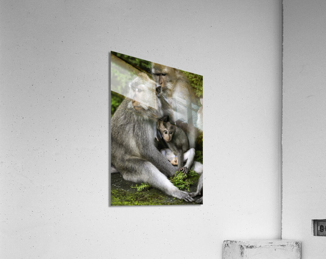 Monkey Forest Bali Acrylic Print