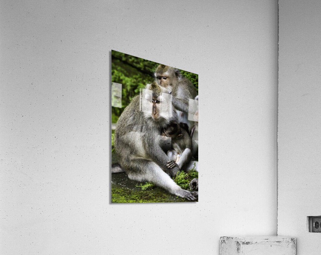 Monkey Forest Bali Acrylic Print