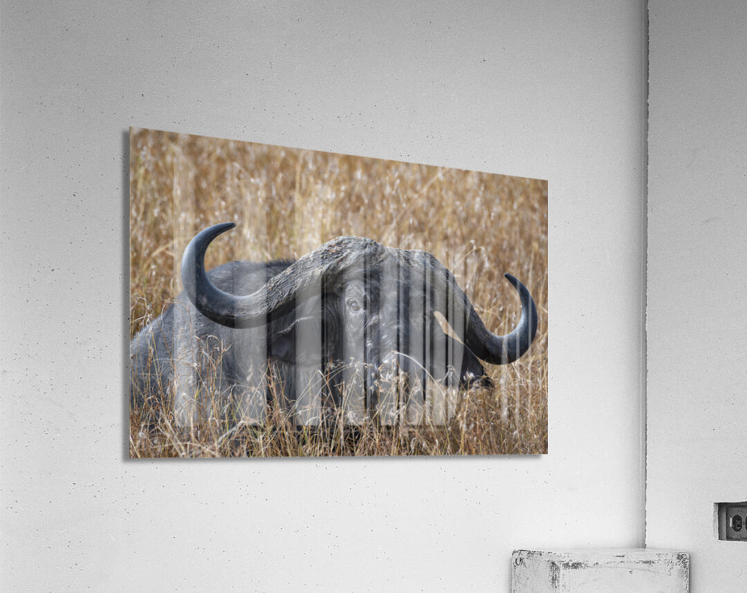 Water Buffalo Sweetwaters kenya Acrylic Print