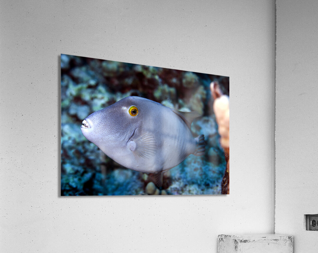 Parrot fish Acrylic Print