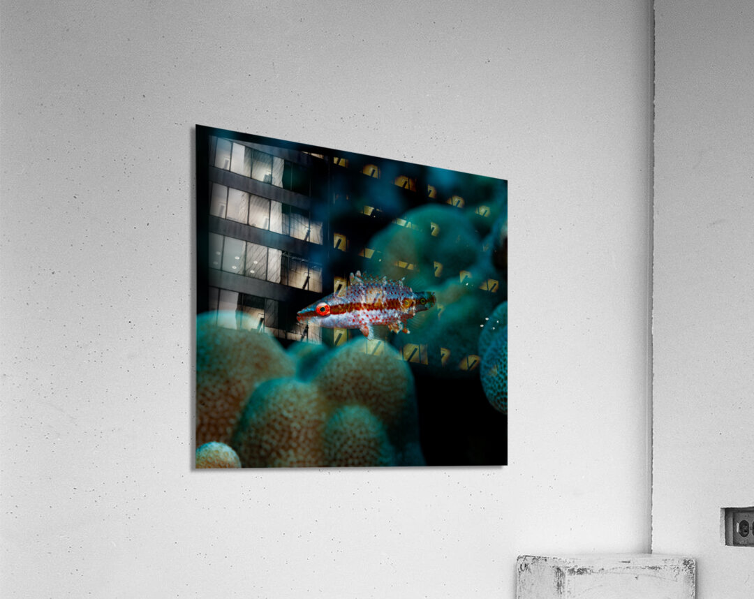 Speckled Maori Wrasse Milolii dock Kona Hawaii Acrylic Print