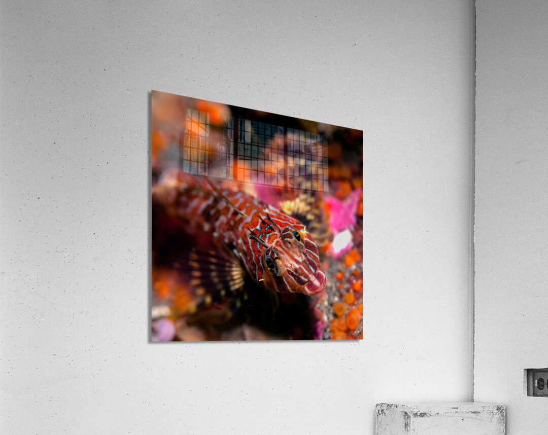 Longfin sculpin Keystone jetty Washington state Acrylic Print