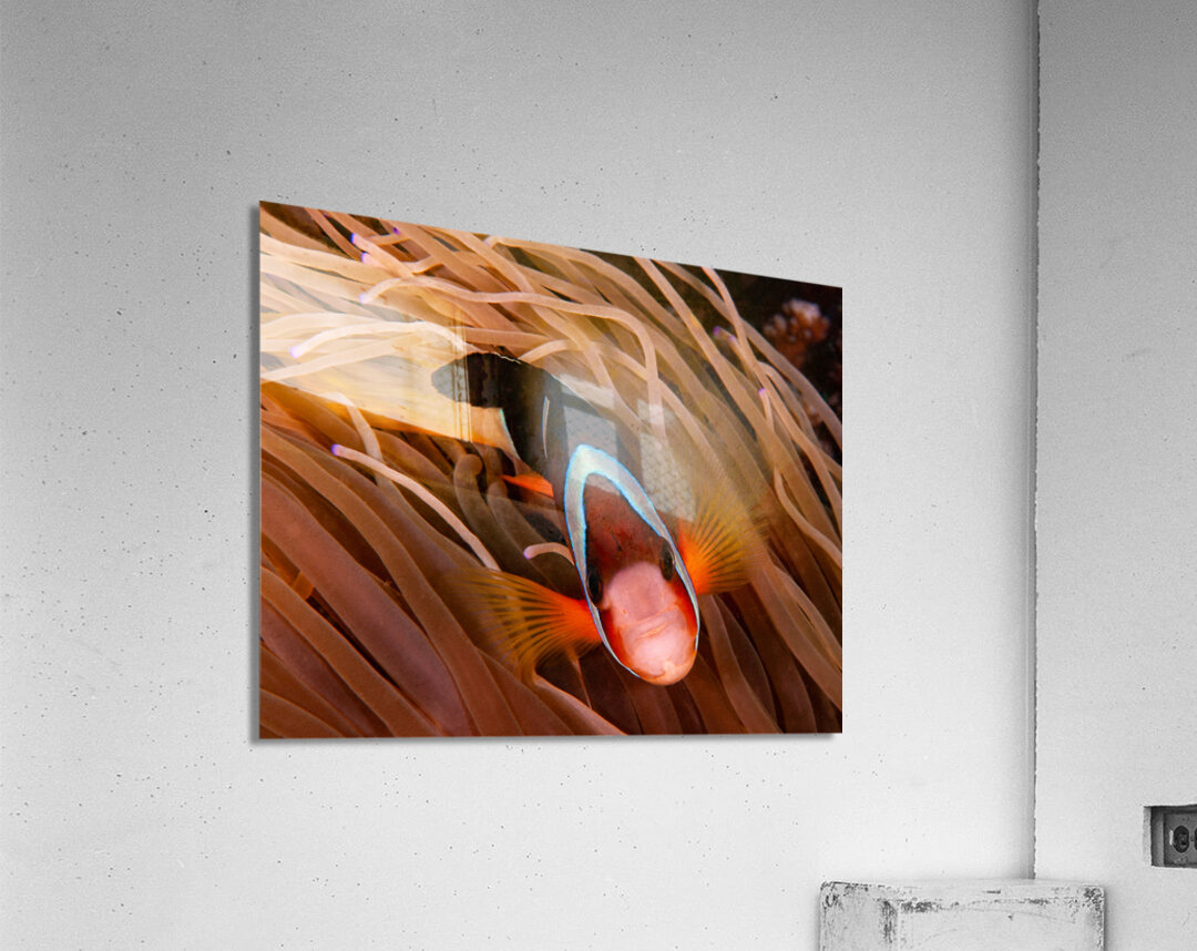 Clown Fish Philippines Acrylic Print