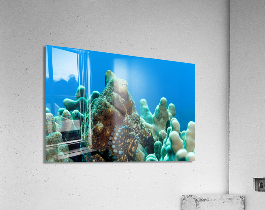 Octopus Hawaii big island Acrylic Print