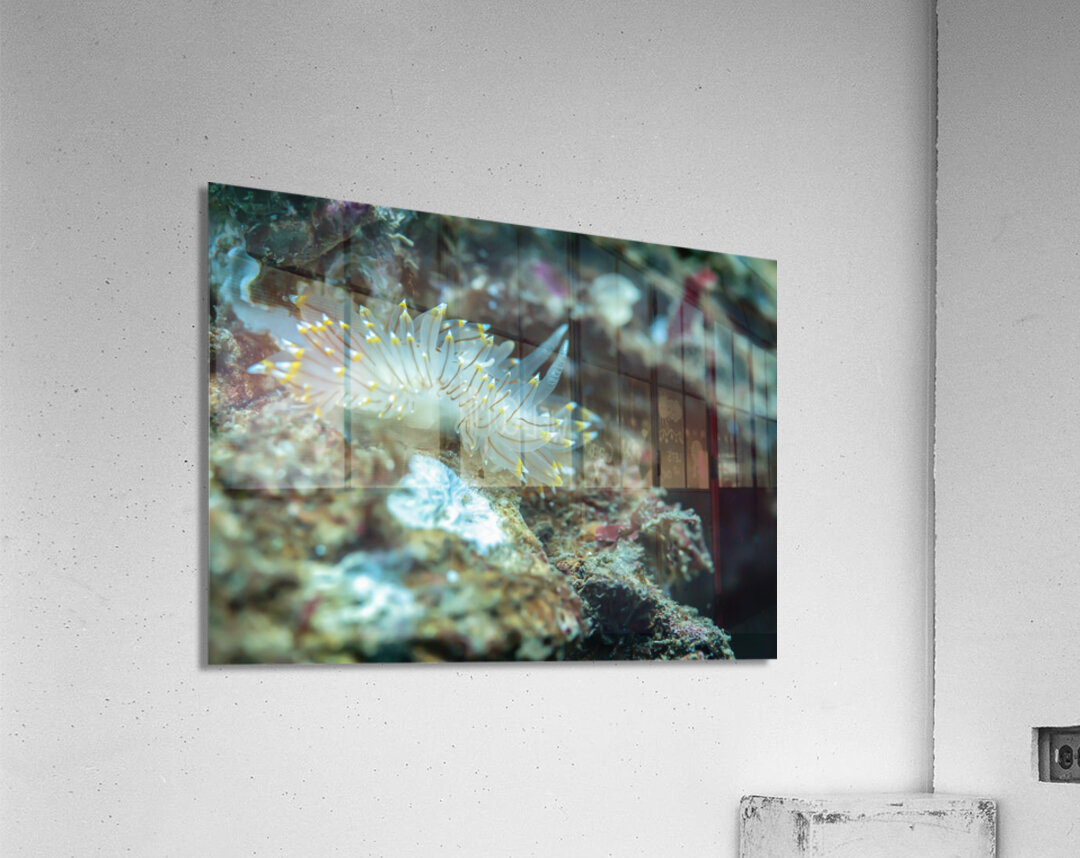 White tipped nudibranch Acrylic Print