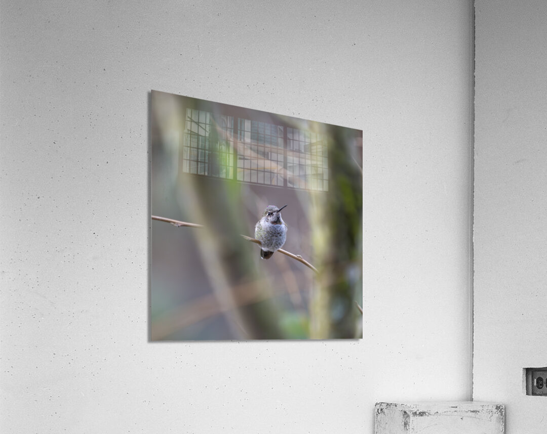 Anns Hummingbird  Fort Langley  Acrylic Print