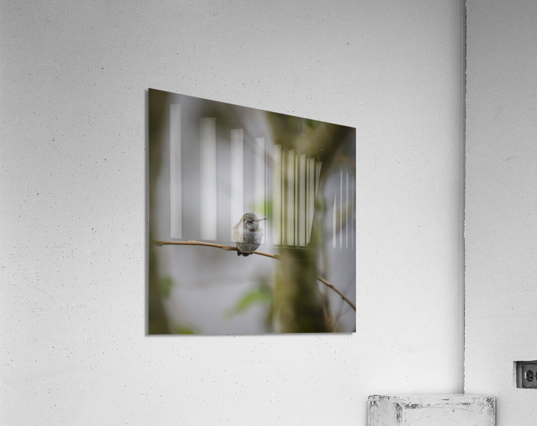 Anns Hummingbird  Fort Langley  Acrylic Print