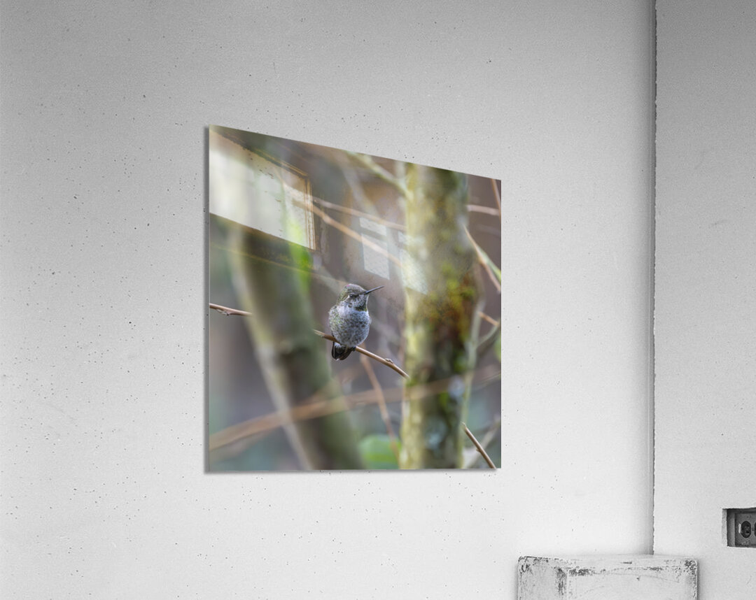 Anns Hummingbird  Fort Langley  Acrylic Print