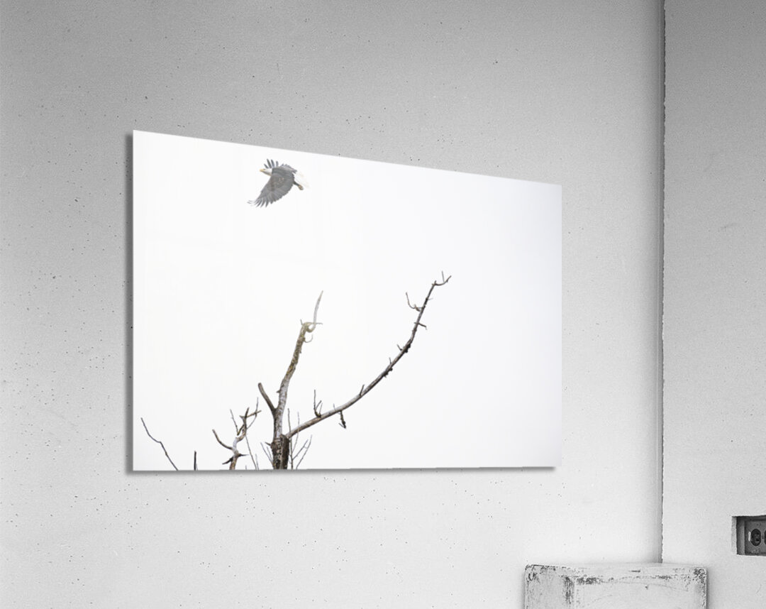 Eagle soaring over a tree Acrylic Print
