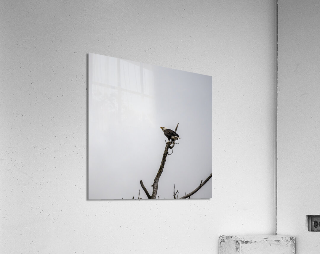 Eagle perched on top of a tree Acrylic Print