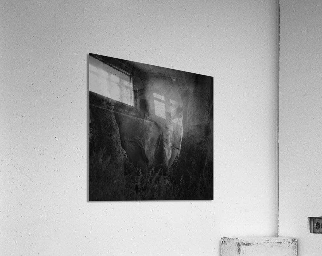 Rhino At Lake Nakuru Africa Acrylic Print