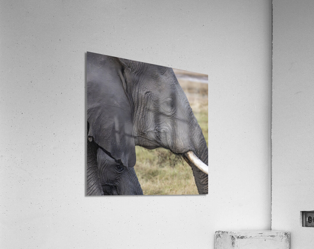 Elephant with baby Amboseli National Park Kenya  Acrylic Print