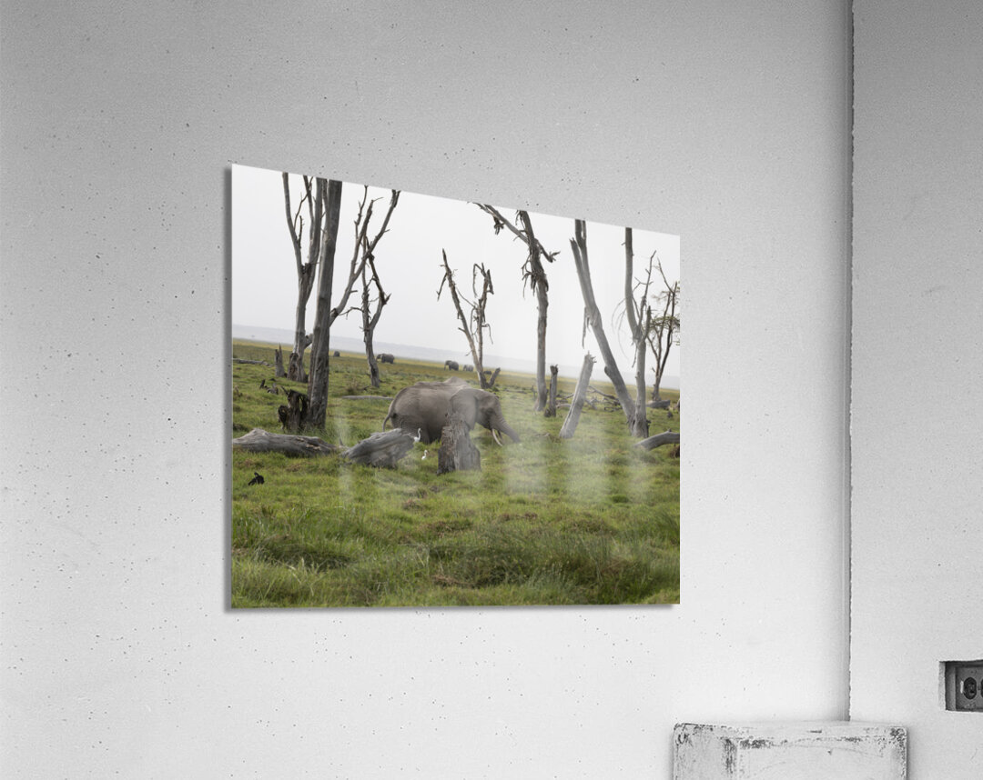 Elephant Amboseli National Park Kenya Acrylic Print