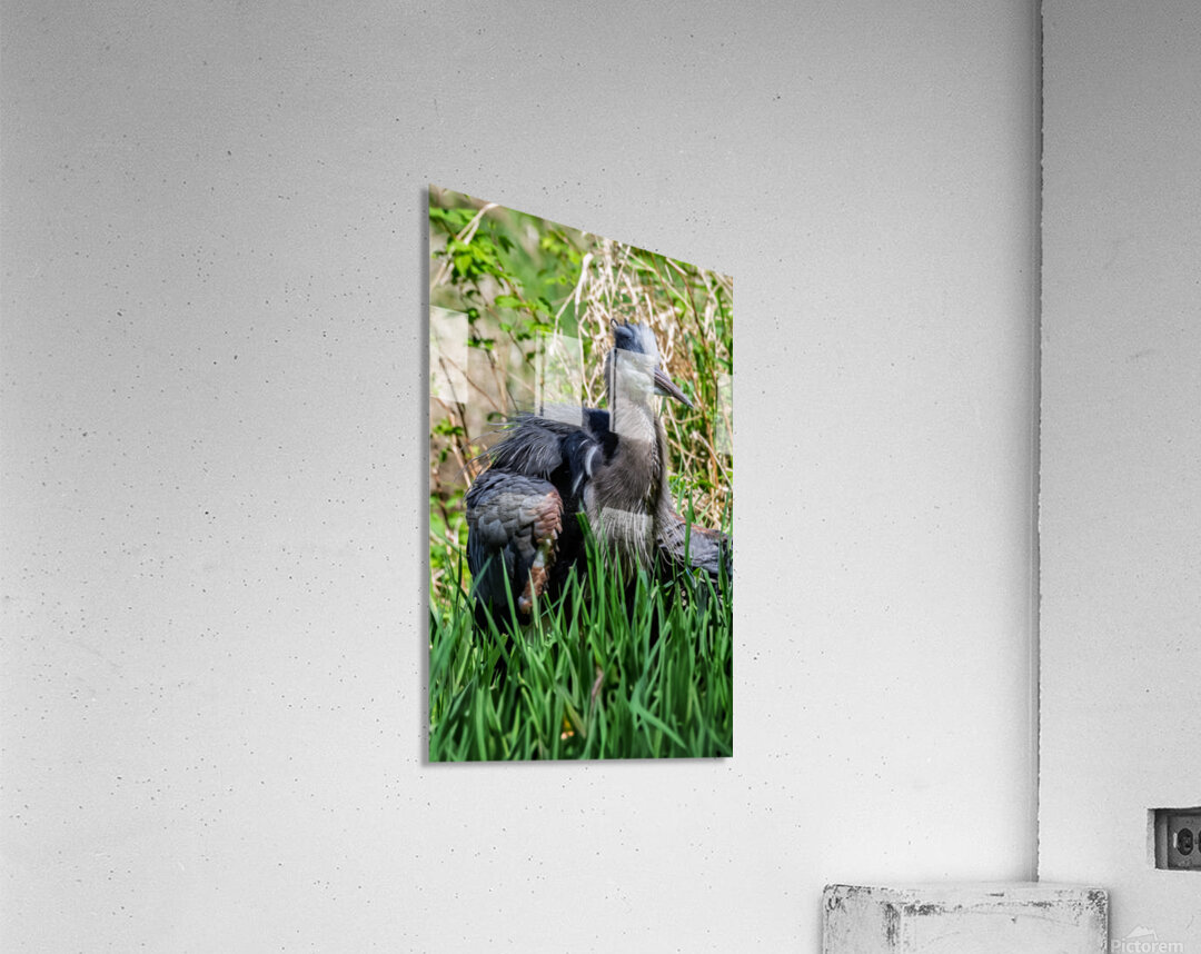 Great Blue Haron 2 Acrylic Print