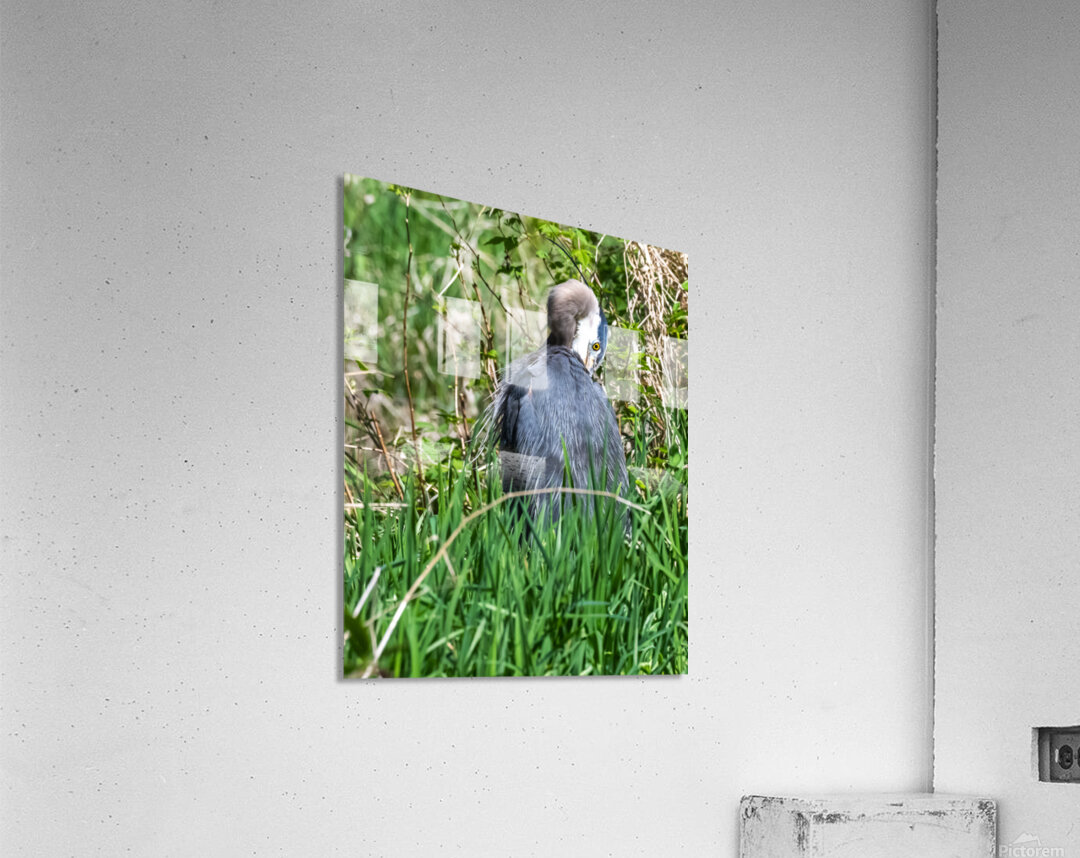 Great Blue Haron Acrylic Print