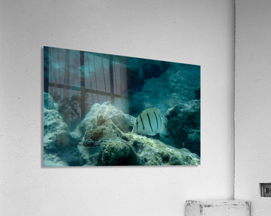 Convict Tang Acrylic Print