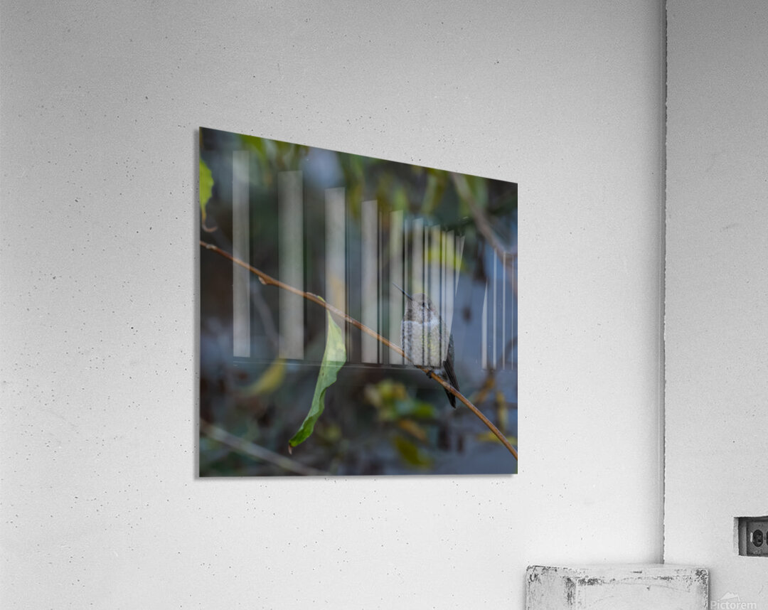 Rufous Hummingbird 3 Acrylic Print