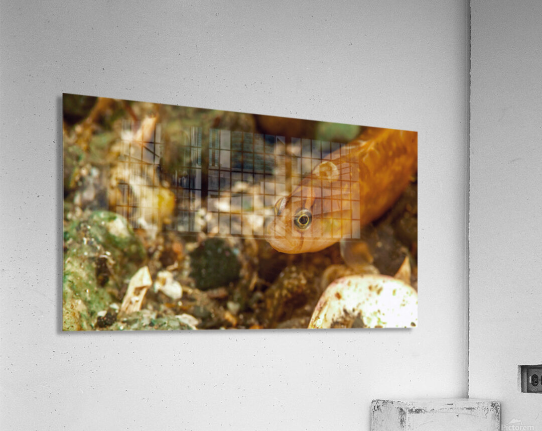 Gunnel Mukilteo Washington USA Acrylic Print