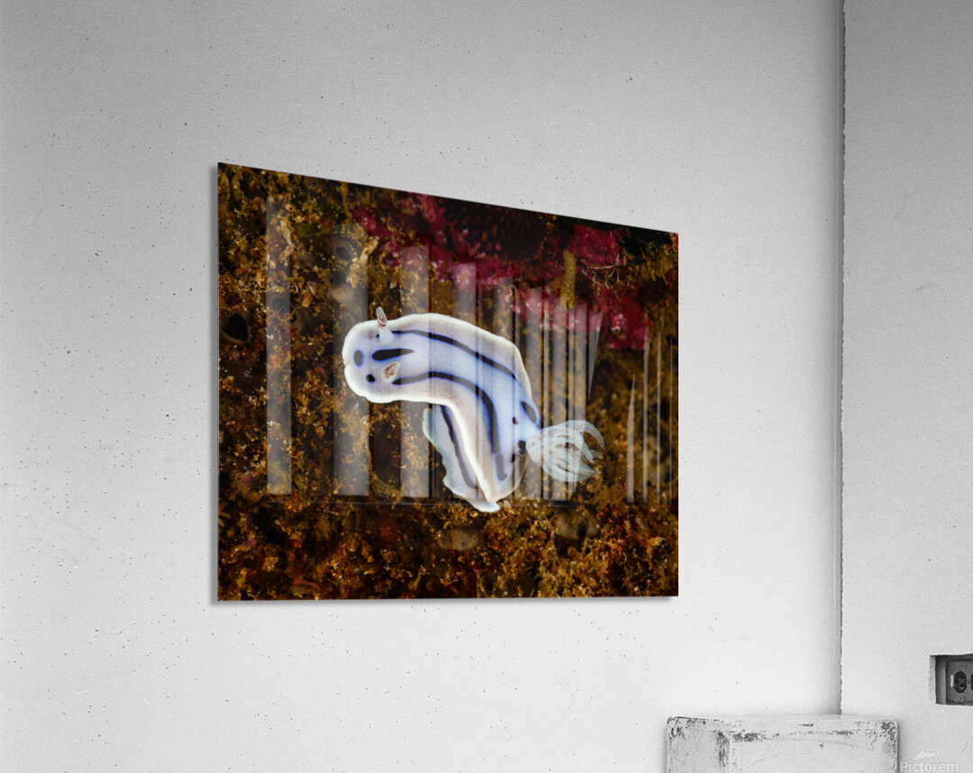 Willan s Chromodoris Nudibranch Mukilteo Washington USA Acrylic Print