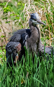 Great Blue Haron 2