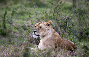 Lionness masai mara