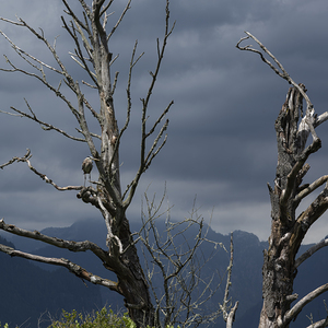 Blue haron pitt lake B.C