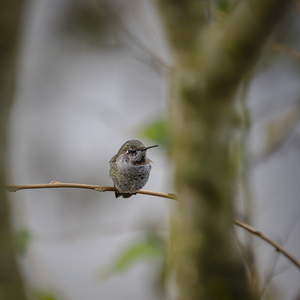 Anns Hummingbird  Fort Langley 